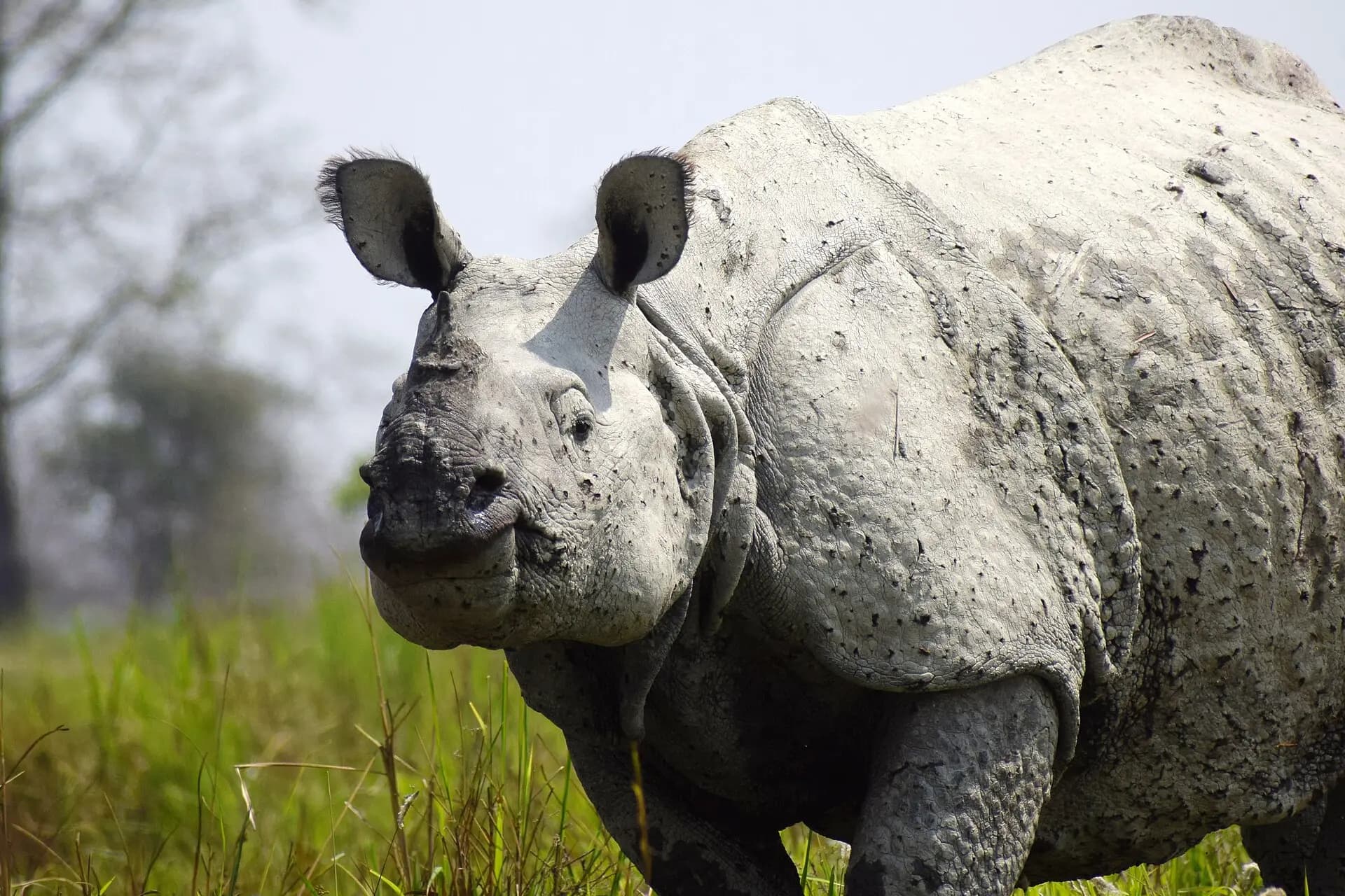 One-horned rhinoceros in the grasslands of Kaziranga National Park, Assam