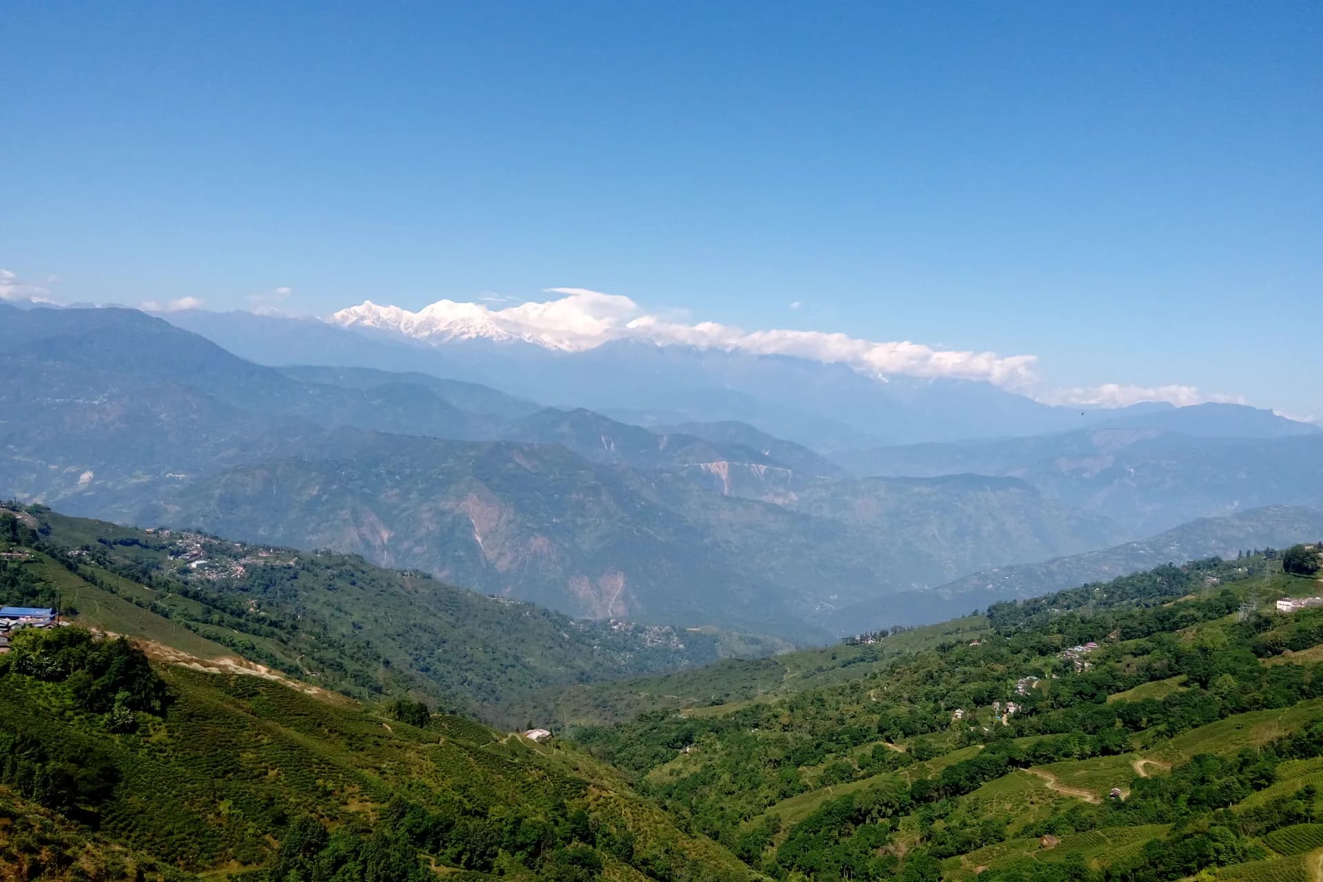 Tea gardens and the Kanchenjunga range from Darjeeling