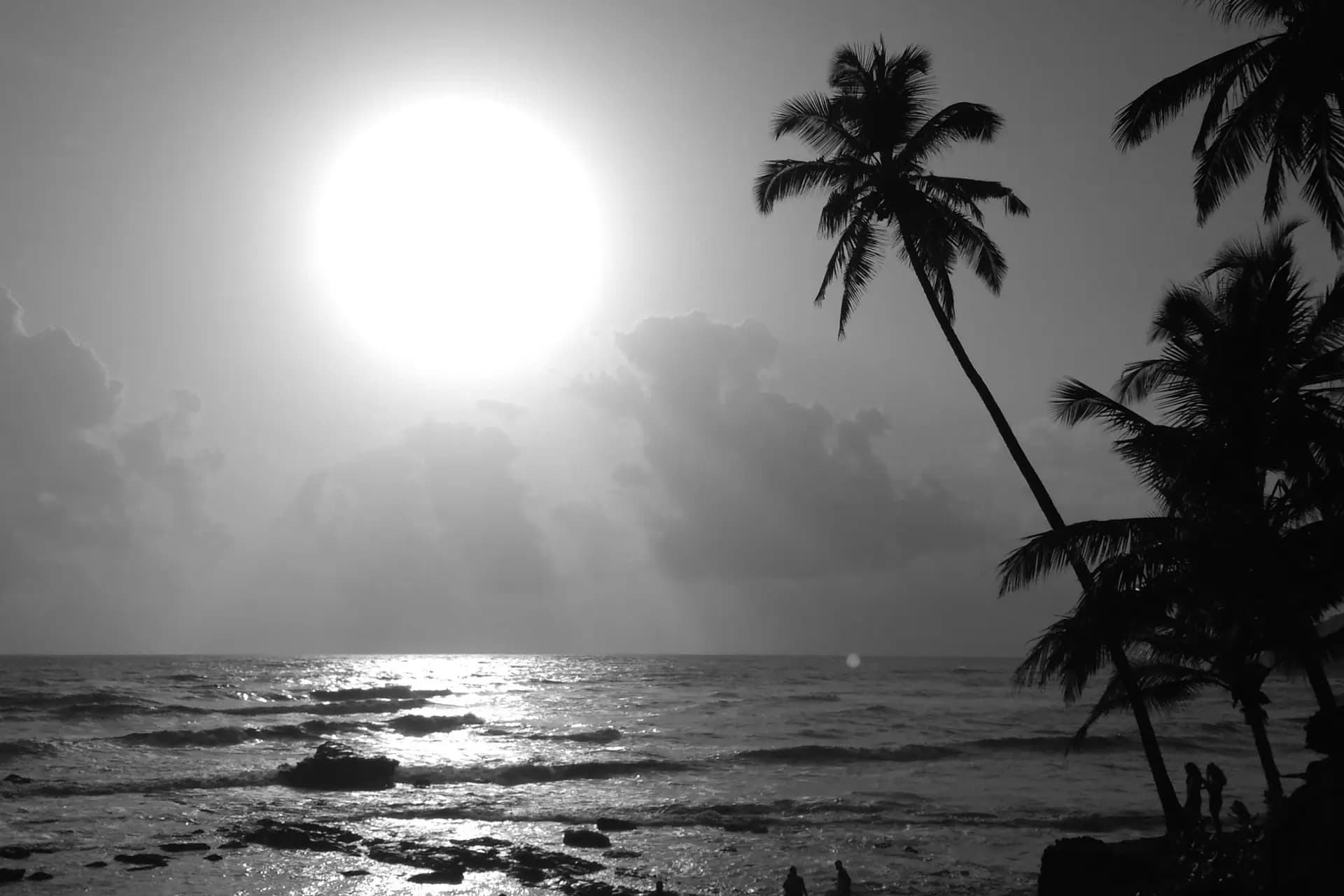 Palm-lined beach and coastline in Goa