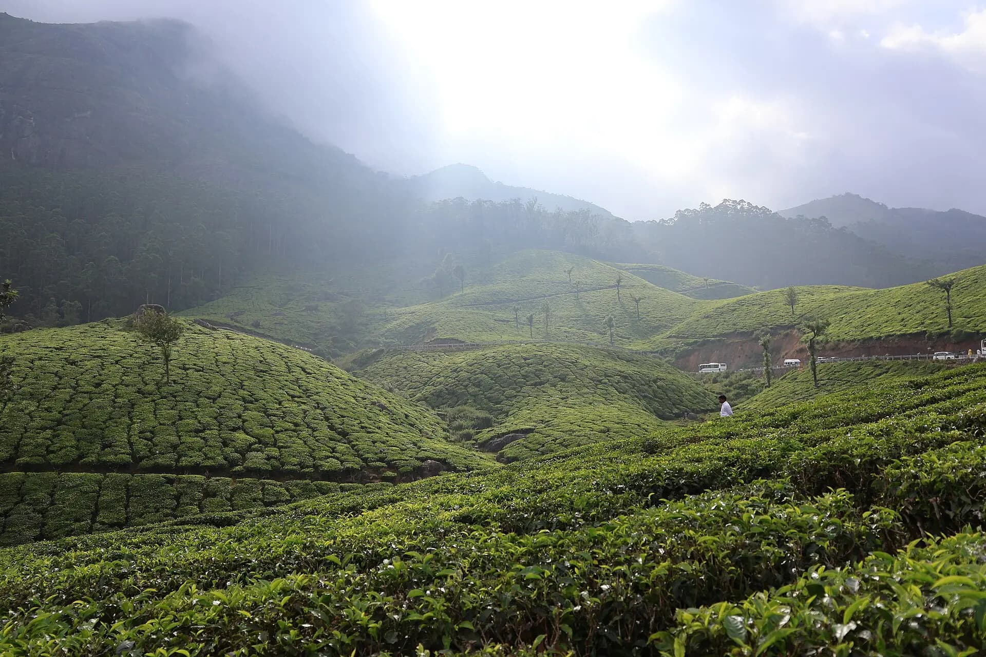 Rolling tea plantations in the hills of Munnar, Kerala