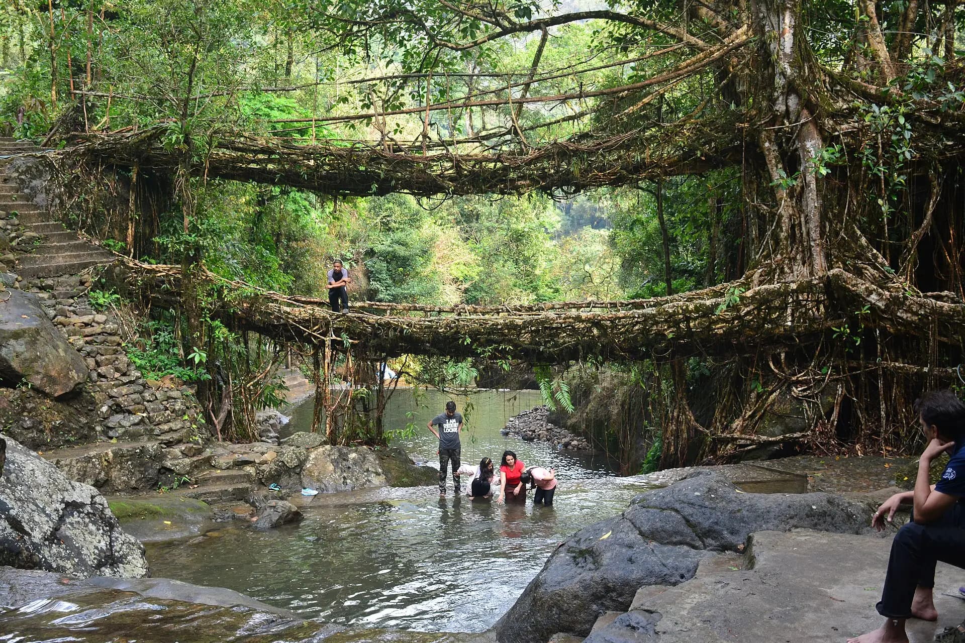 Living root bridge in the forests of Meghalaya