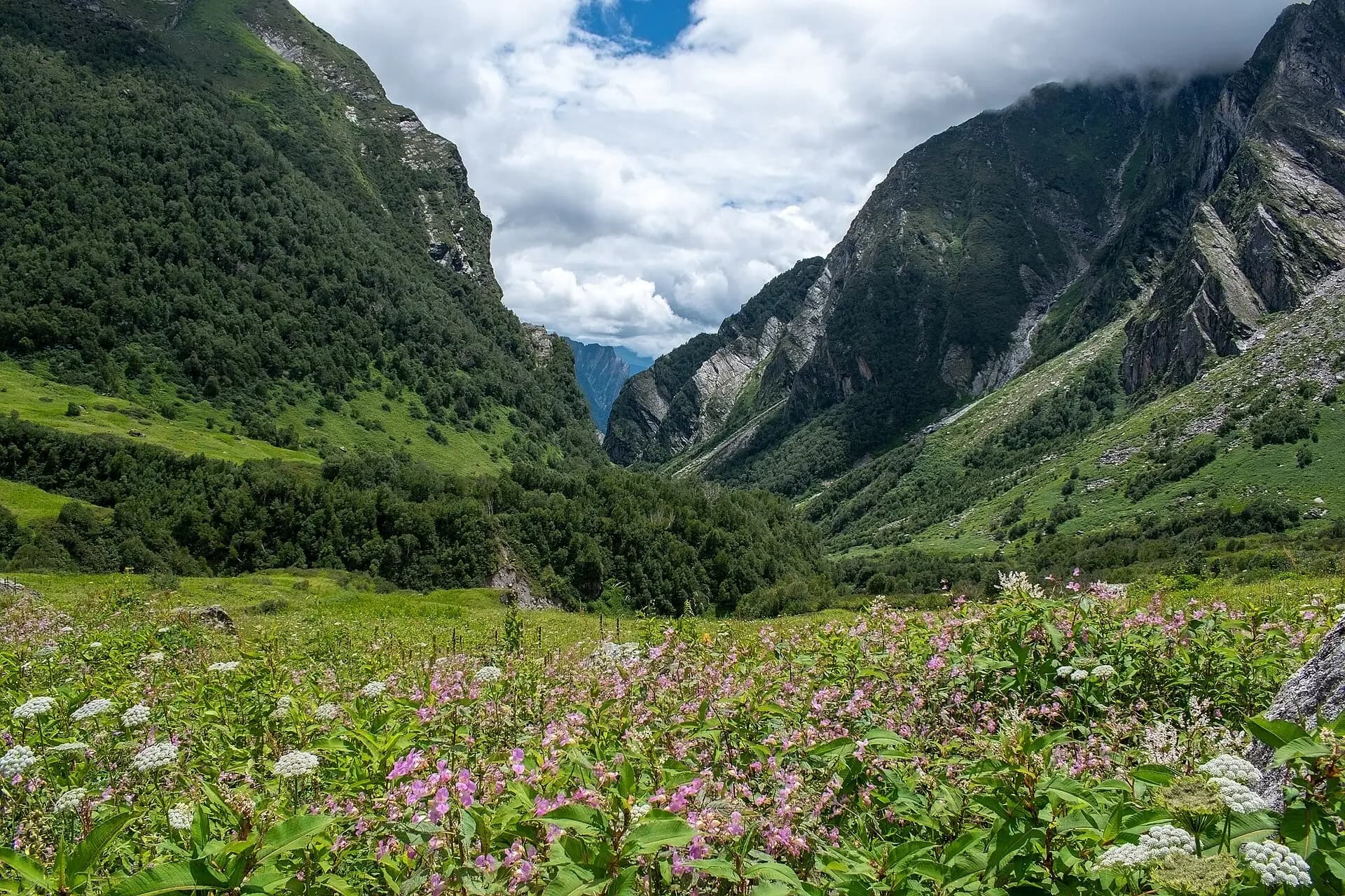 Alpine wildflowers in the Valley of Flowers National Park, Uttarakhand
